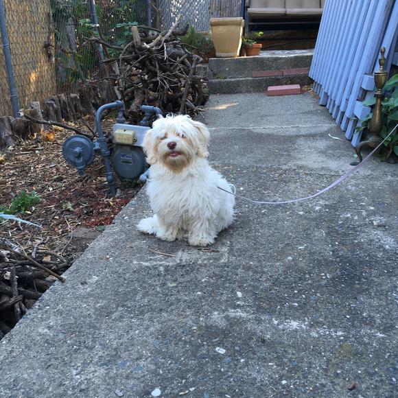 Meet your Posher and her crew! - Picture 5 of 5